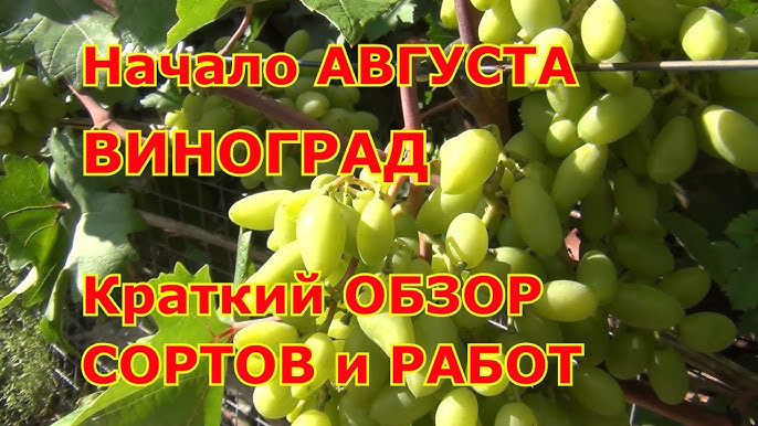 Посадка винограду літом