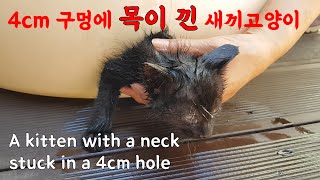 A kitten with a neck stuck in a 4cm hole.