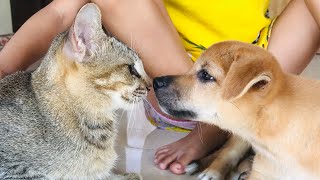 A puppy adopted by a stray cat lover | StreetDogsCH by StreetDogsCH 776 views 4 weeks ago 8 minutes, 9 seconds