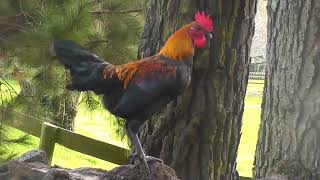 Arpa khuang Ar chi hrang hrang khuang (Rooster Crowing Compilation)