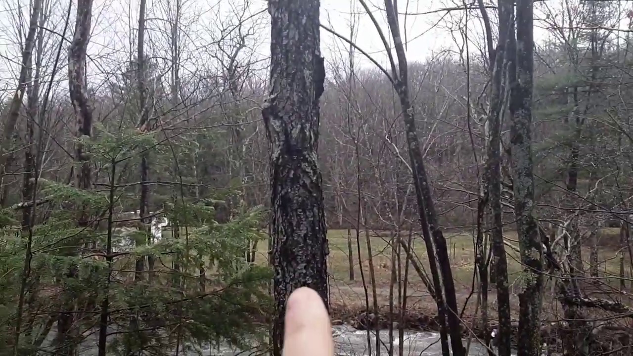 1975 Mt Holly Vermont Bigfoot Experiences YouTube