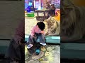 Does the tiger really want to play?🦁🙀