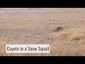 Coyote in a Snow Squall - Wonderful Wyoming Wildlife