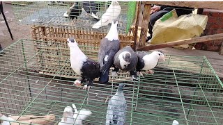 اسعار الحمام في سوق امبابه..... ابو مجدي 