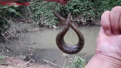 Cá chạch suối ăn mồi rất êm, xem hết video để biết cách câu cá chạch suối hiệu quả, về với làng quê