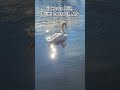 Swans on Lake Hope #collegeoftheozarks, #travel, #wildlife, #photography