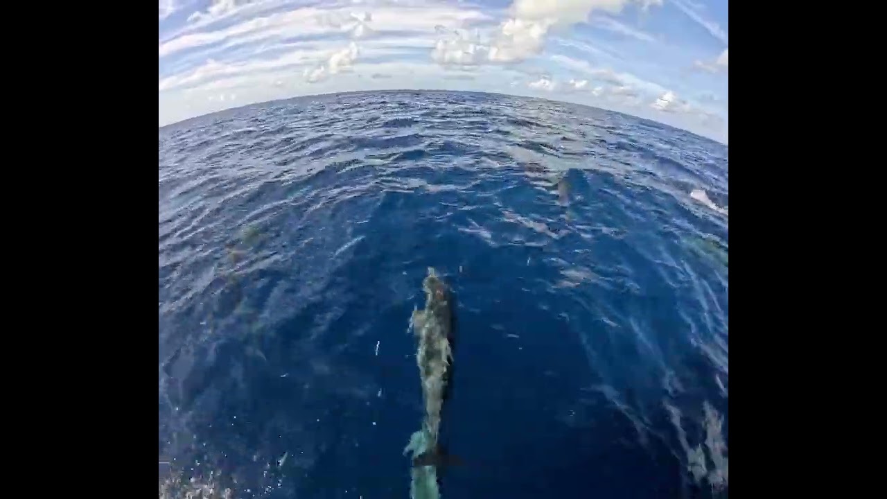 Dolphin Olympics 🐬