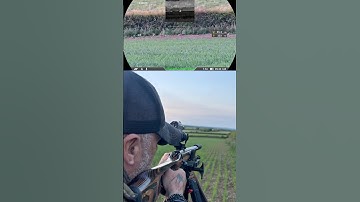 The Silent Assassin: Long Range Rabbit Hunting With .22LR Subsonics