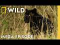 Exploring Big Cats Around The Globe MEGA Episode Nat Geo Animals 