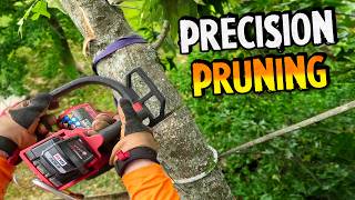 High Stakes Pruning: The Tennessee Oak