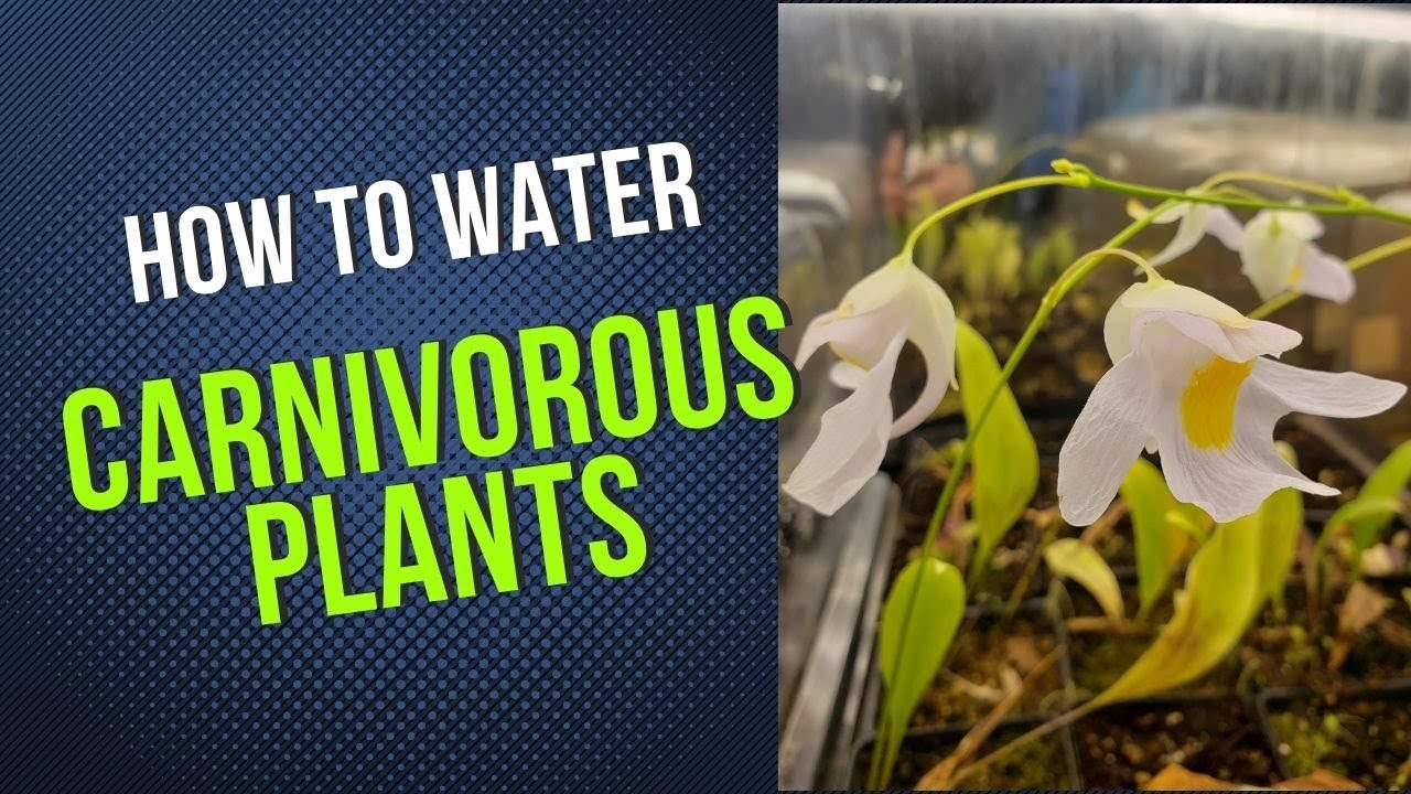 How to Water Carnivorous Plants YouTube