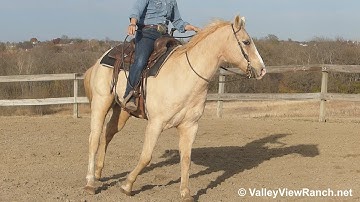 Wrangler - walk, jog, lope, stops! - ValleyViewRanch.net