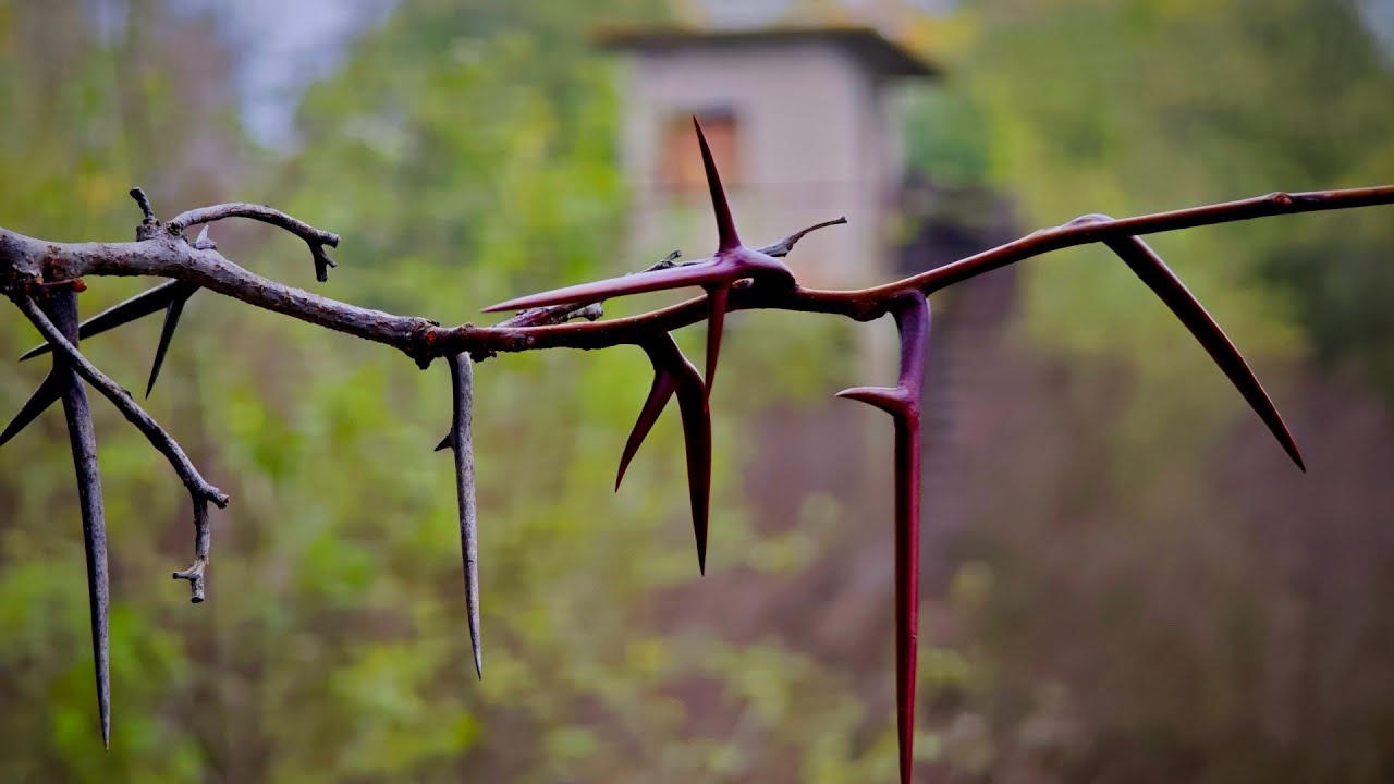 Белене: лагерът, който разкъса живота на поколения. Островът, който погълна свободата на хиляди...