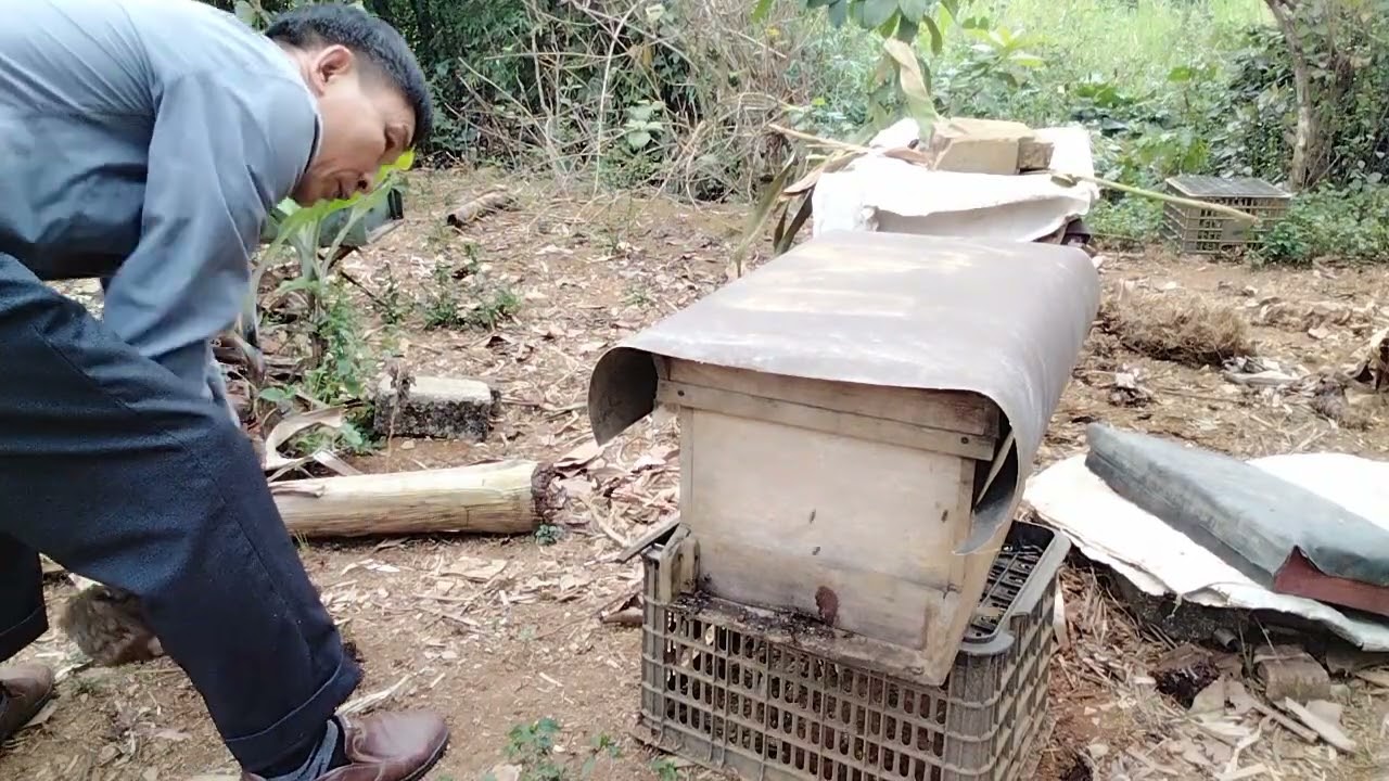 Cách nhập đàn ong nhanh nhất và hiệu quả cao - đời sống nhà nông * đt 0339186706