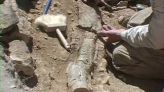 Blue Forest Wyoming Petrified Wood