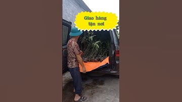 Giao tận tay 50 cây giống măng tre lục trúc cho khách Lục Nam #giongmangluctruc #mangluctruc #shorts