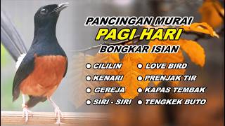 🔴 LIVE 74 - Masteran Murai Batu Pagi Hari Full Isian Tembakan Juara, Bikin Murai batu nyaut gacor