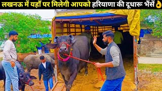 लखनऊ में यहाँ पर मिलेगी आपको हरियाणा की दूधारू भैंसें👌/ Buffaloes Available For Sale In Lucknow, UP