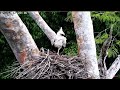 Crested Eagle Live Cam   By Rainforest Expeditions &amp; American Bird Conservancy   11/13/24