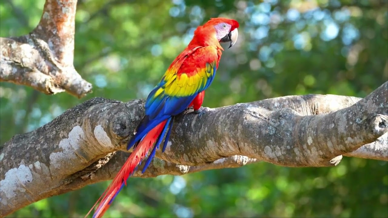 Finca la Colorada - 50 Ha