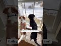 @the.beag.life.co: This may have been a mistake 😂 #dog #dogvideos