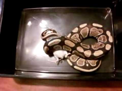 snake eats mouse