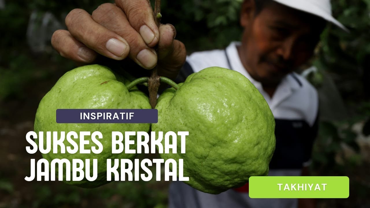 SUKSES BERKAT JAMBU KRISTAL TAIWAN - INSPIRATIF