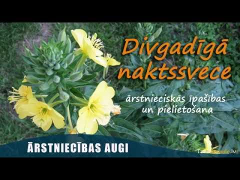 Video: Vilkābeles zieds: ārstnieciskās īpašības, kontrindikācijas, pielietojums