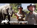 Galant segue rastros de elefante | Criaturas Misteriosas com Forrest Galant | Animal Planet Brasil