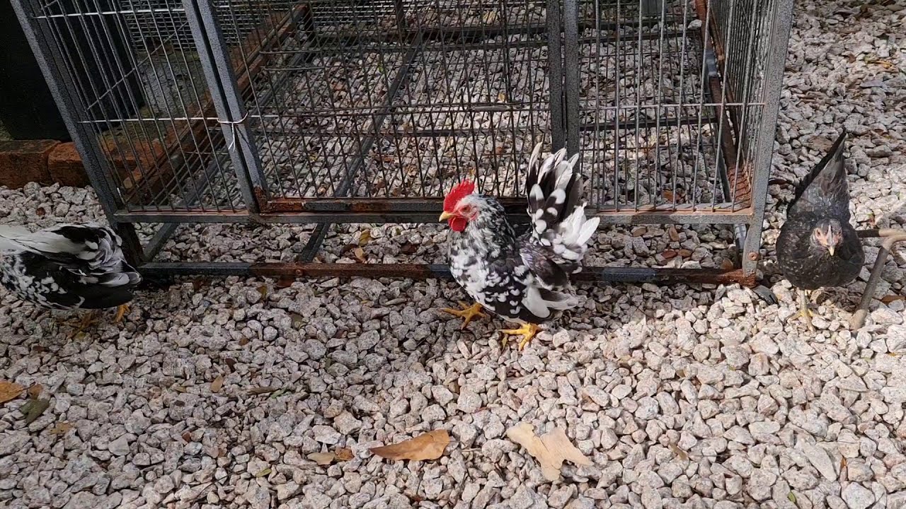 Bantam rooster crowing(ayam serama)