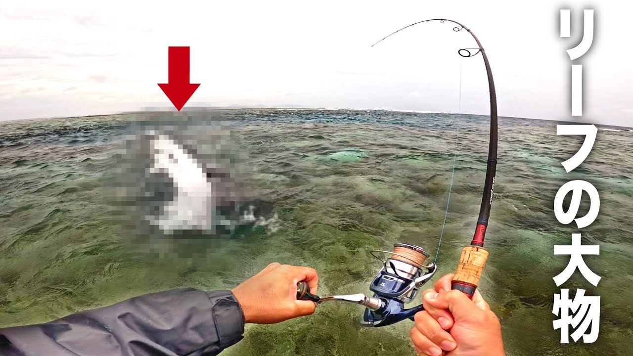 I caught a big fish from the deep reef, pulled it out and ate it