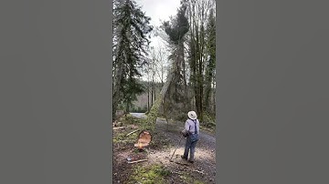 Getting hit with a widow maker cutting timber, Shelton Washington,