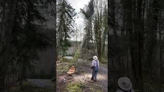 Getting hit with a widow maker cutting timber, Shelton Washington,