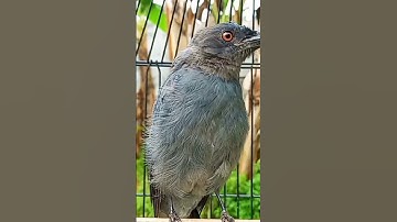 SRIGUNTING MANA YANG GAK NYAUT MENDENGAR INI