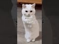 حطو لايك #cat