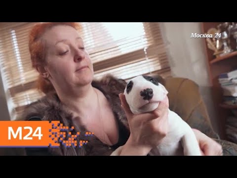 "Простые решения": Как Выбрать Себе Идеальную Породу Собаки или Кошки - Москва 24