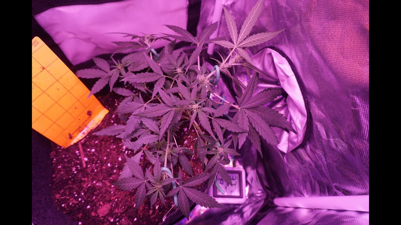 how to grow weed at home and on a budget