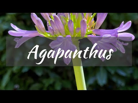 Video: Agapanthus Bloom Time - Quando è la stagione della fioritura di Agapanthus