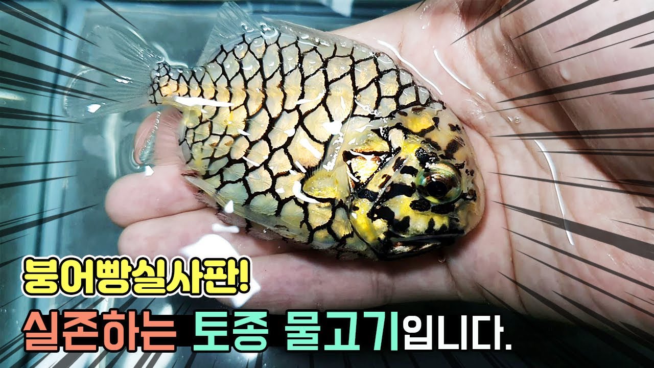 살아있는 붕어빵 보신적 있나요? 빛을 발광하는 초레어 토종 심해어 철갑둥어(pineconefish) [TV생물도감]