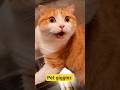 Cat, How Are You Such an Incredible Dancer?! 😹🐱🕺✨ #cat #catvideos #funny #youtubeshorts #shorts