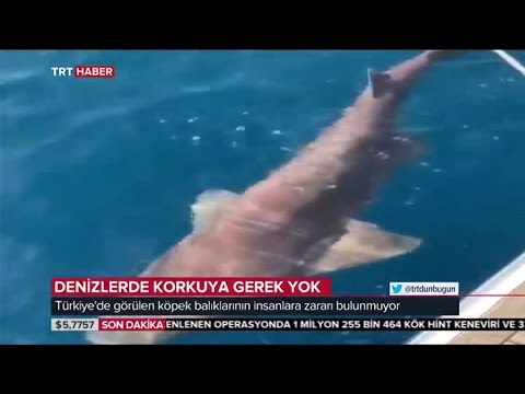 Video: Akdeniz'de Köpekbalıkları Var Mı?