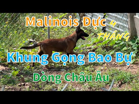 Video Chó Malinois đực dòng Châu Âu tạng 15kg bố nhập Pháp... - youtube