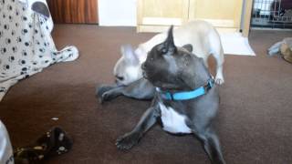 Dubarrybull French Bulldogs Lily & Monsoon Playing