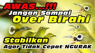 Birahi Stabil, Burung Tidak Gampang Stres #kecialkuninggacor #kecialkombok #kecialngejos