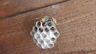 温泉にアシナガバチの巣があったので旅館にクレームを入れる代わりに駆除したった