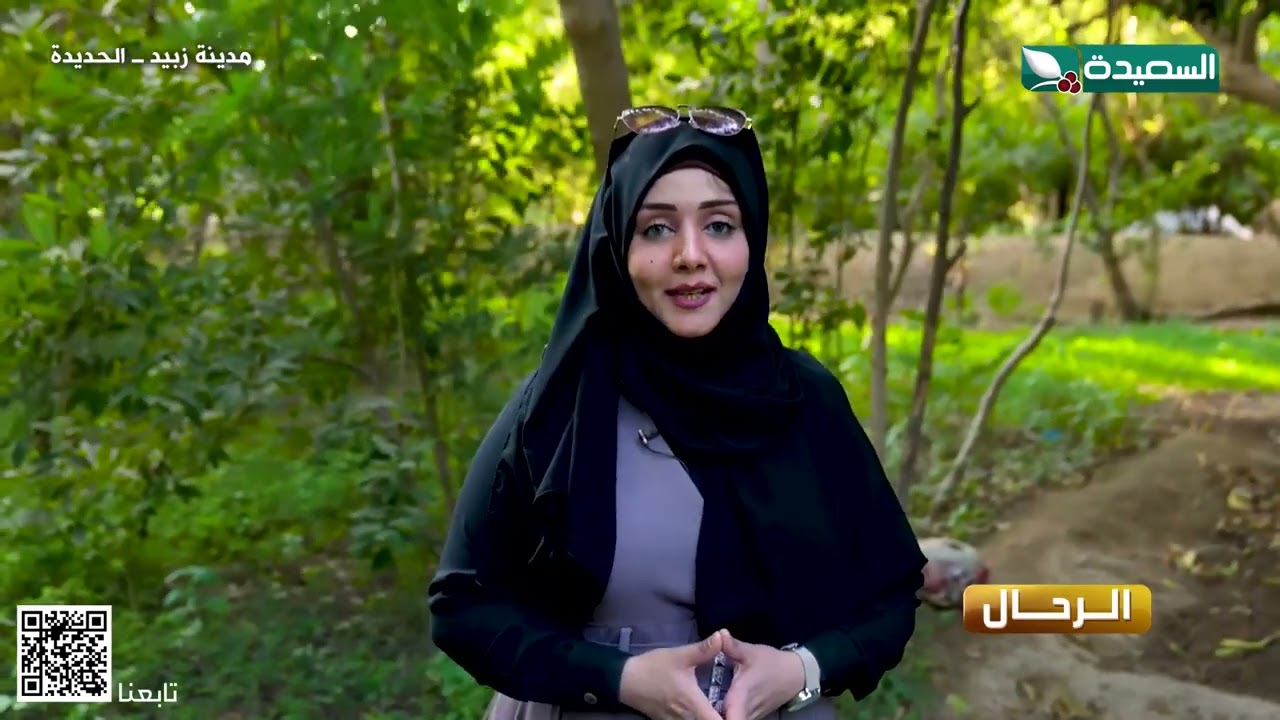 مدينة زبيد_ مدينة العلم والعلماء #طائر_السعيدة_5 #السعيدة