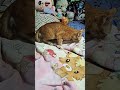 What is he doing?#cat #catlover #animals #kitten #lazycat #cutecat #cuteanimal #funny #lazypets