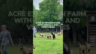 FARMSTAND FRIDAY | BONTON FARMS | EXTENSION FARM #bontonfarms #dfw #garden #southdallas #dallas