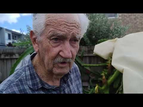 Jeff's 2025 Dragon Fruit Update