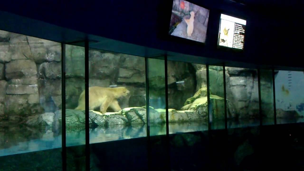 横浜 八景島シーパラダイス シロクマは檻に帰りたい その1 Yokohama Hakkeijima Sea Paradise Polar Bear Part1 Youtube 横浜 八景島シーパラダイス シロクマは檻に帰りたい その1 Yokohama Hakkeijima Sea Paradise Polar Bear Part1 Youtube